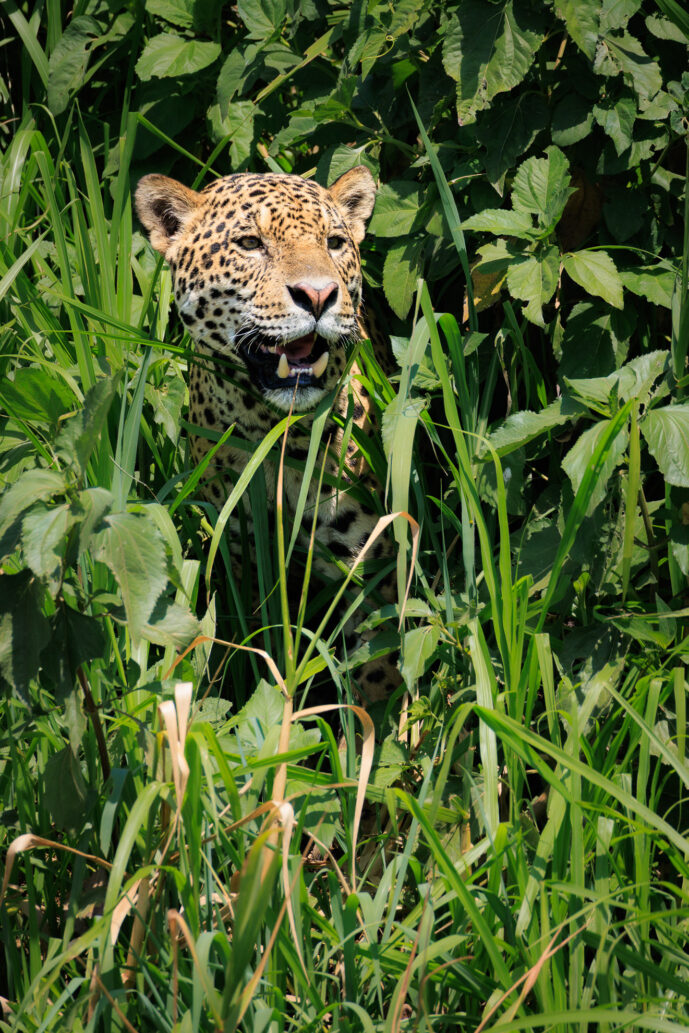 Pantanal Porto Jofre Mato Grosso Brazil