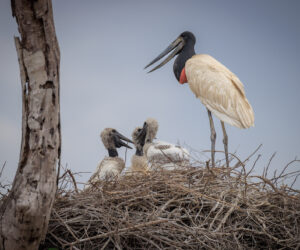 Pantanal Porto Jofre Mato Grosso Brazil