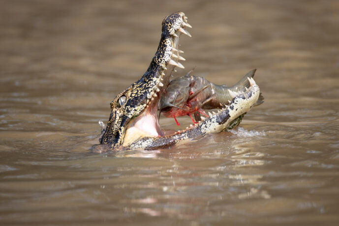 Pantanal Porto Jofre Mato Grosso Brazil