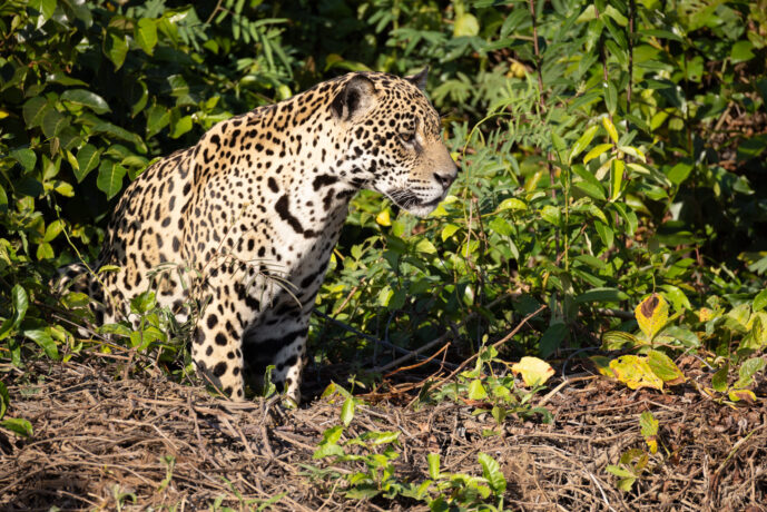 Pantanal Porto Jofre Mato Grosso Brazil