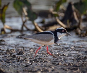 Pantanal Porto Jofre Mato Grosso Brazil