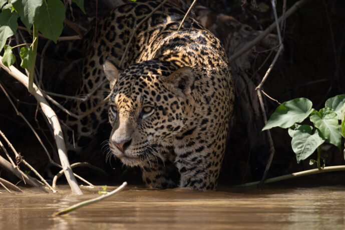 Pantanal Porto Jofre Mato Grosso Brazil