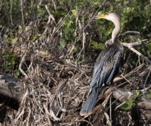 Pantanal Porto Jofre Mato Grosso Brazil