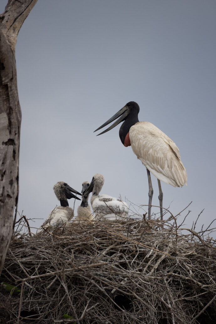 Pantanal Porto Jofre Mato Grosso Brazil