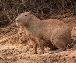 Pantanal Porto Jofre Mato Grosso Brazil