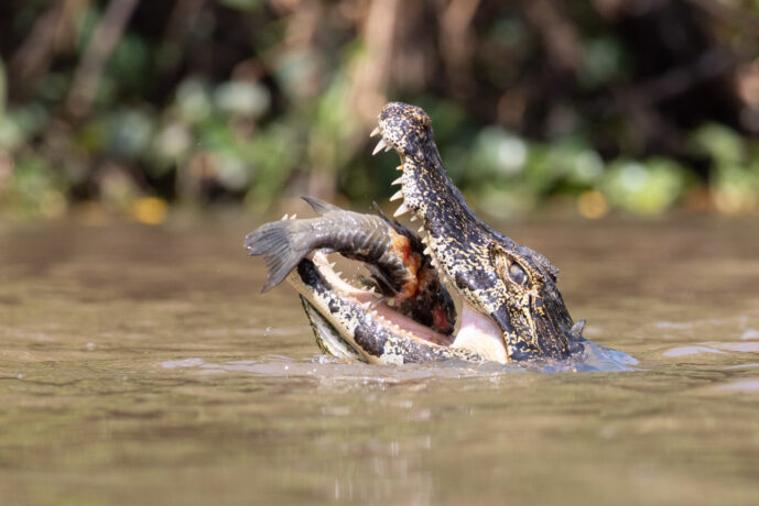 Pantanal Porto Jofre Mato Grosso Brazil
