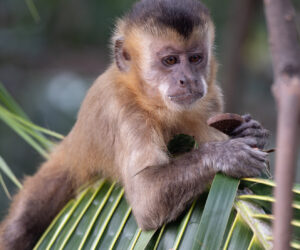 Praia Caburé Maranhão Brazil