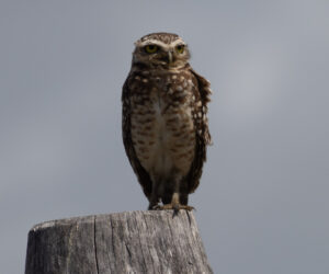 Santo Amarao Maranhão Brazil
