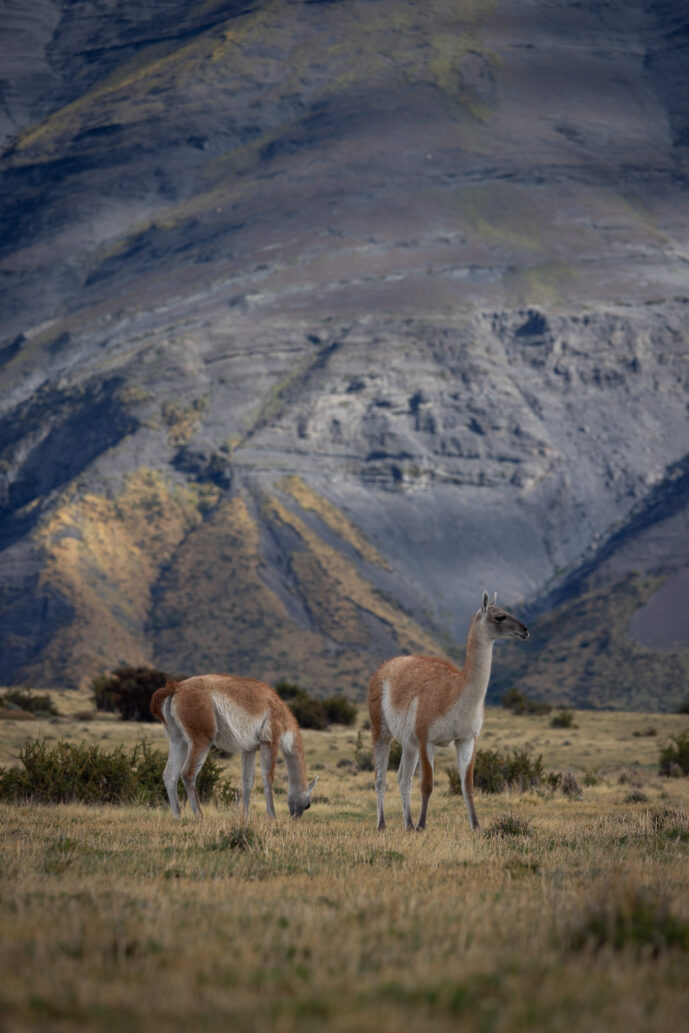 Torres Del Paine  Chile