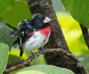 Mundo Nuevo Magdalena Colombia