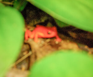Bocas Bocas del Toro Panama