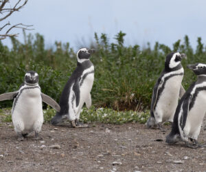 Ushaia Tierra Del Fuego Argentina