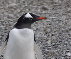 Ushaia Tierra Del Fuego Argentina