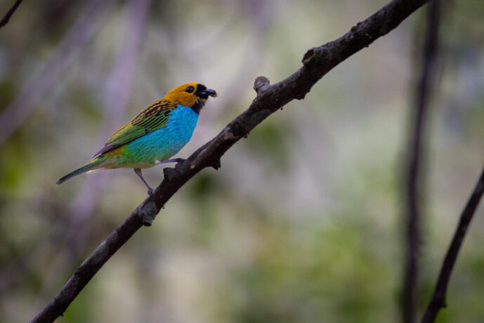 Vale do Pati - Chapada Diamantina  Bahia Brazil