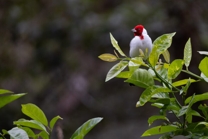 Vale do Pati - Chapada Diamantina  Bahia Brazil