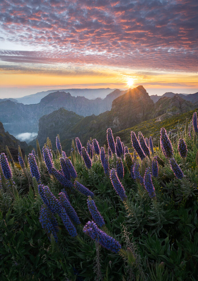 Vereda do Areeiro Madeira Island Portugal