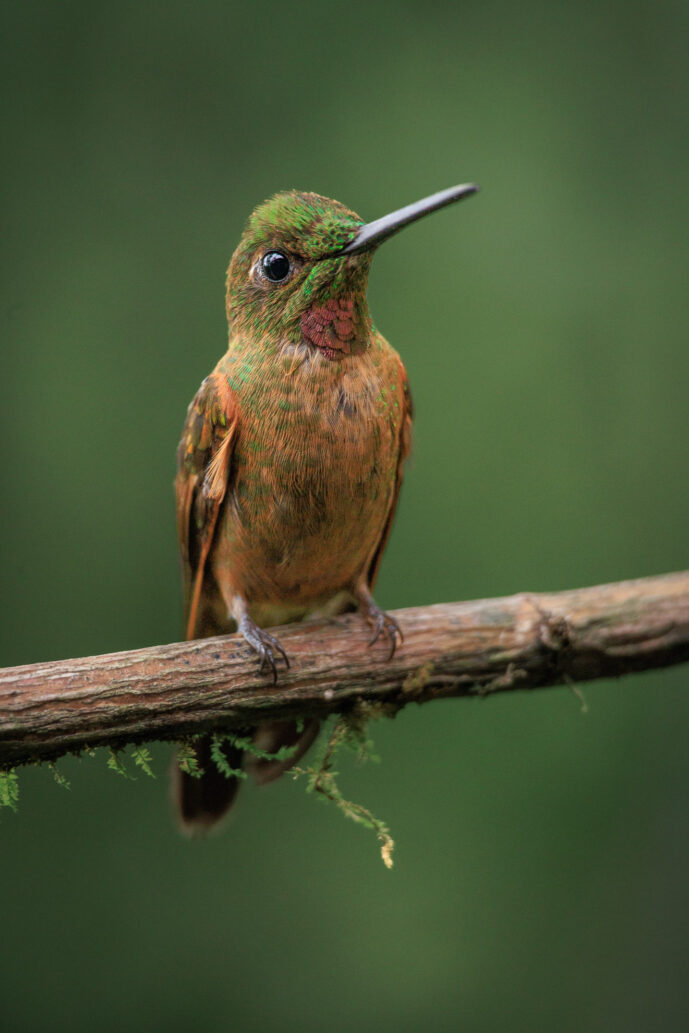 Dagua - Cali Valle Del Cauca colombia