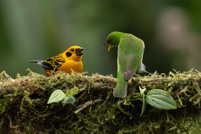 Dagua - Cali Valle Del Cauca colombia