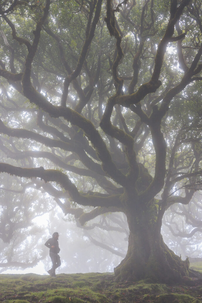 Fanal Forest Madeira Island Portugal