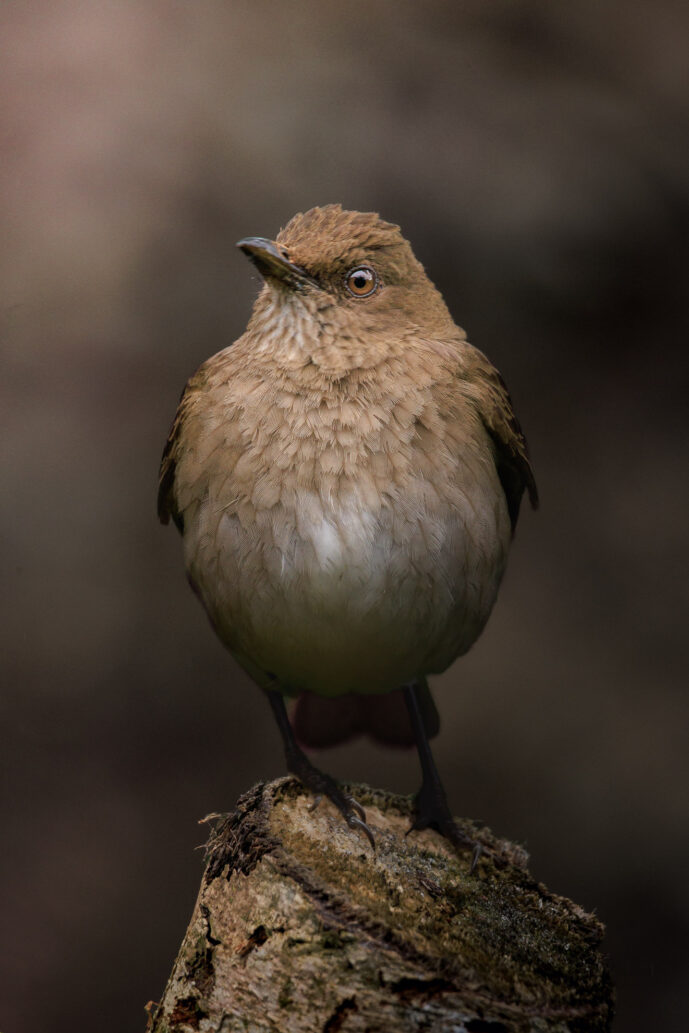 Dagua (Cali) Valle Del Cauca Colombia