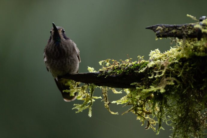 Dagua (Cali) Valle Del Cauca Colombia