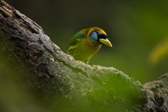 Cali Valle Del Cauca Colombia