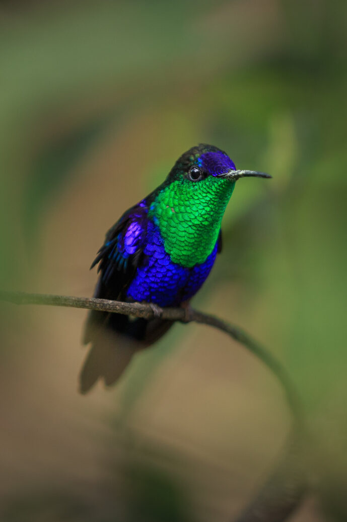 Minca Magdalena colombia